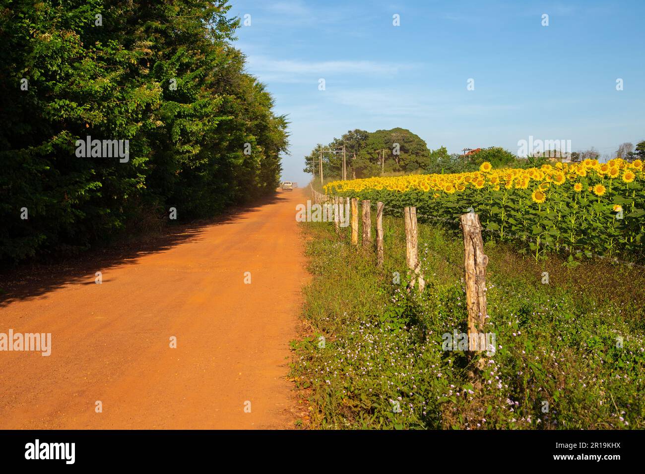 Goiânia, Goias, Brasilien – 11. Mai 2023: Eine Sonnenblumenplantage an einer Straße im Inneren von Goiás, Brasilien. Stockfoto