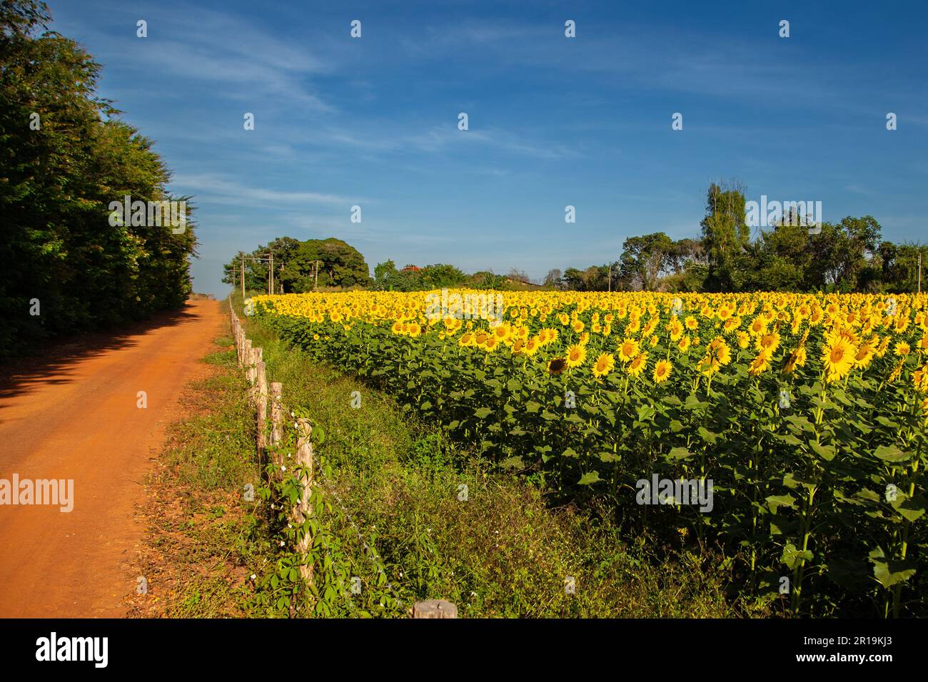 Goiânia, Goias, Brasilien – 11. Mai 2023: Eine Sonnenblumenplantage an einer Straße im Inneren von Goiás, Brasilien. Stockfoto