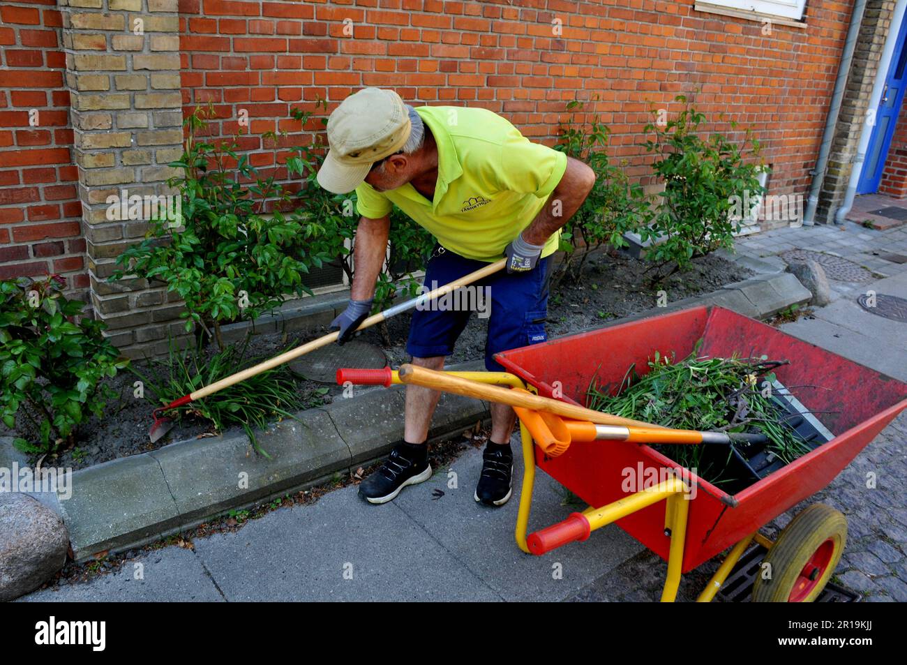 12. Mai 2023 / lokaler Gärtner, der an Rosenpflanzen arbeitet, in der