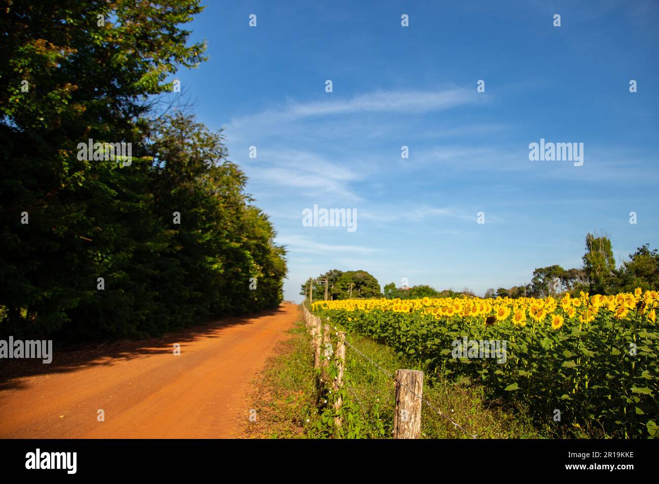 Goiânia, Goias, Brasilien – 11. Mai 2023: Eine Sonnenblumenplantage an einer Straße im Inneren von Goiás, Brasilien. Stockfoto