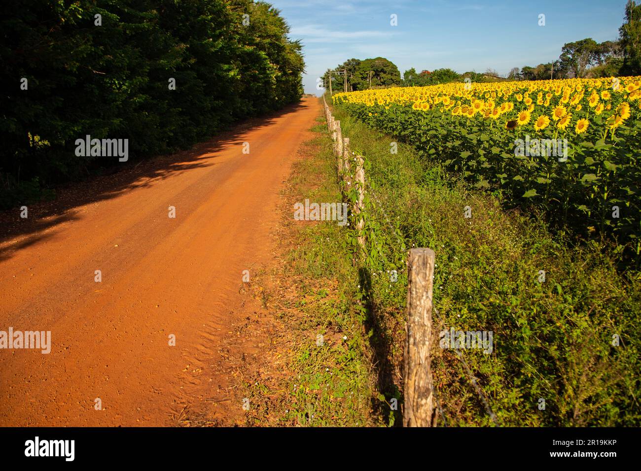 Goiânia, Goias, Brasilien – 11. Mai 2023: Eine Sonnenblumenplantage an einer Straße im Inneren von Goiás, Brasilien. Stockfoto