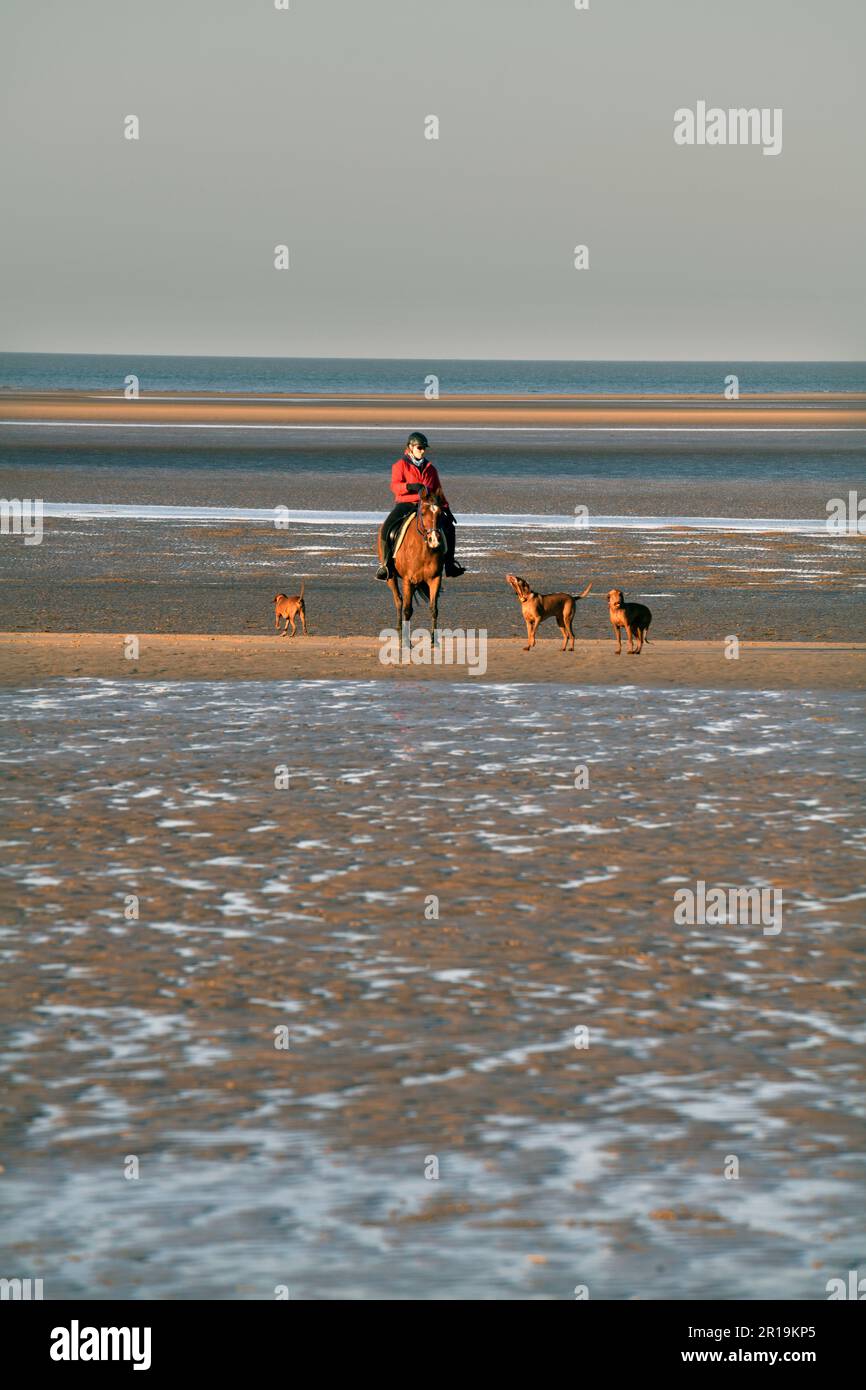 Alleinstehende Frau auf dem Pferderücken mit drei Hunden am burnham Market Beach bei Ebbe Nord norfolk england Stockfoto