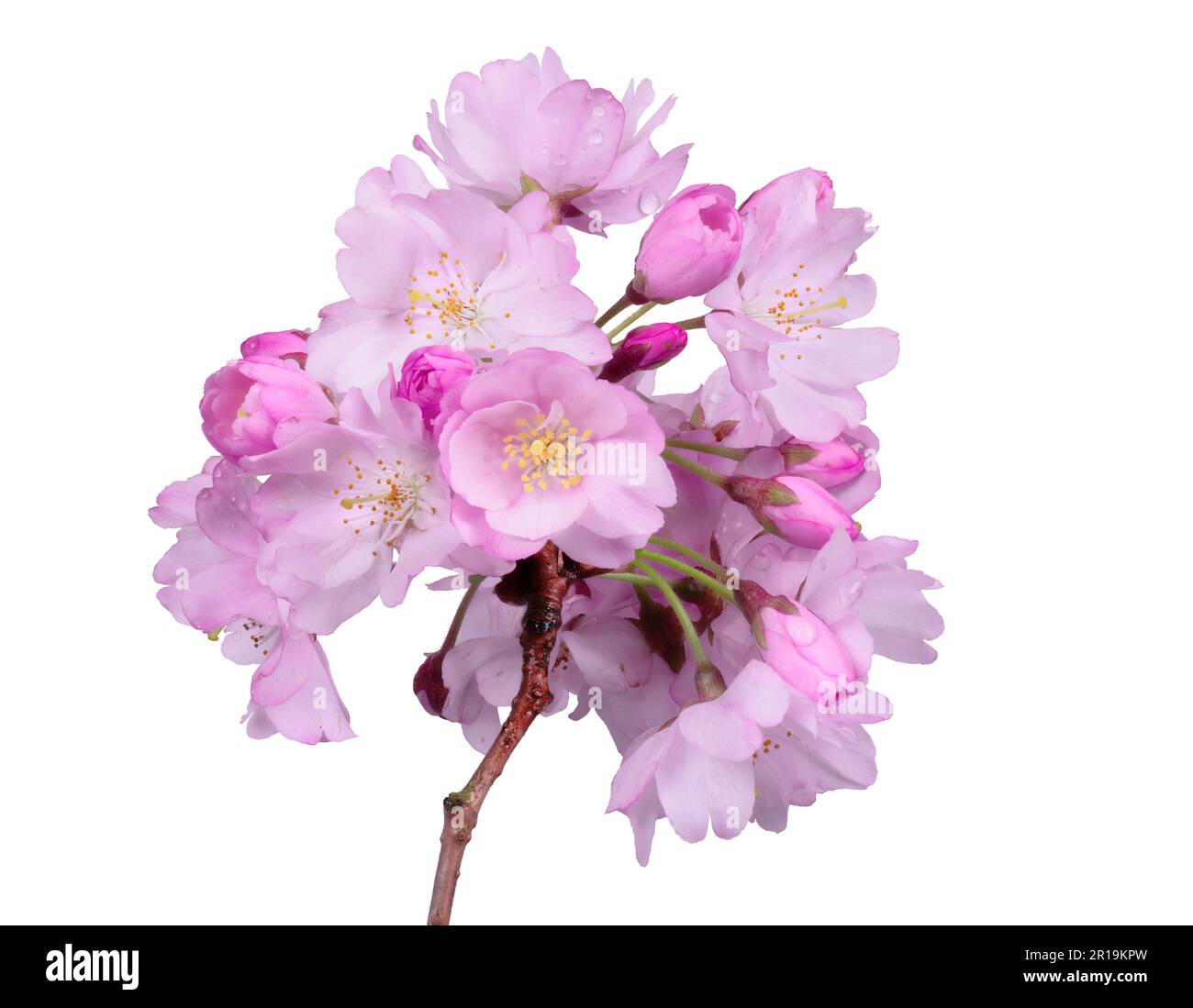 Makroaufnahme einer isolierten rosa Kirschblüten Stockfoto