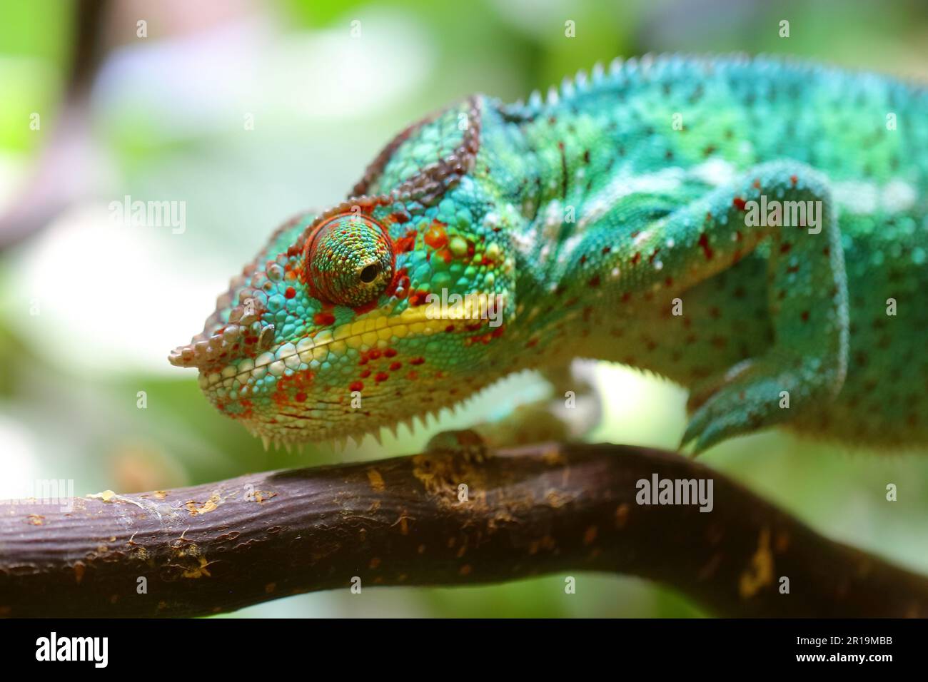 Pantherchamäleon / Panther chamäleon / Furcifer pardalis Stockfoto