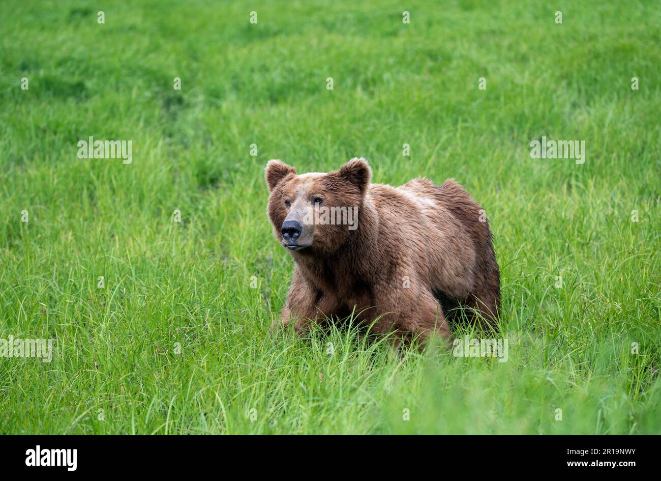 Alaskan Braunbären füttern in McNeil River State Wildschutzgebiet und Zuflucht Stockfoto