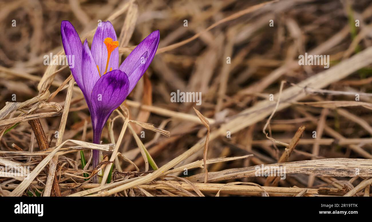 Wilde lila und gelbe Irisblüten ( Crocus heuffelianus ) wachsen im Schatten, trockenes Gras und Blätter umher Stockfoto