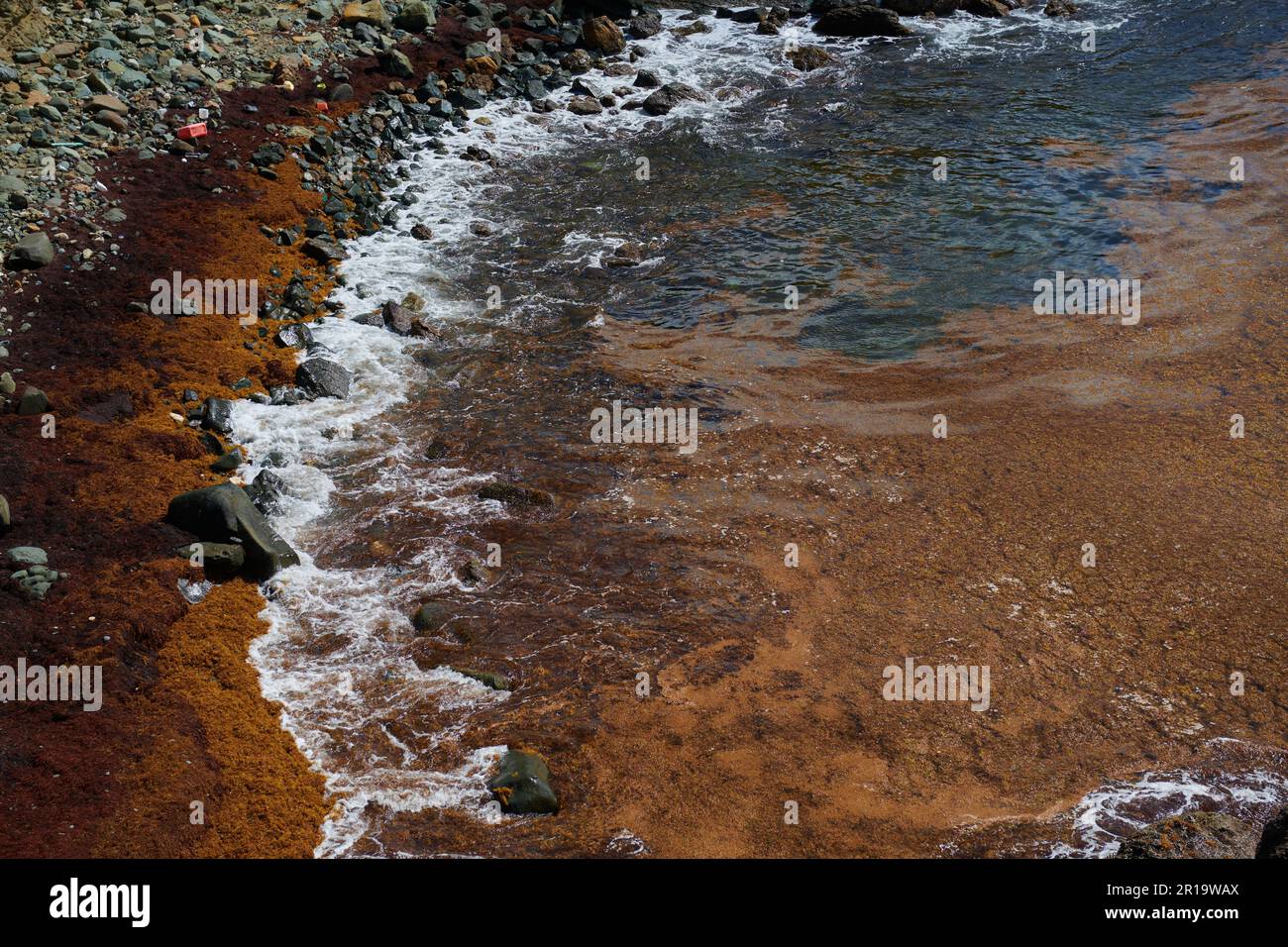 Seegras wird an der Küste von St. barts in einer Bucht neben Colombier Beach angespült Stockfoto
