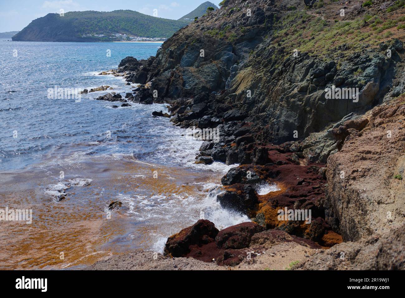 Seegras wird an der Küste von St. barts in einer Bucht neben Colombier Beach angespült Stockfoto