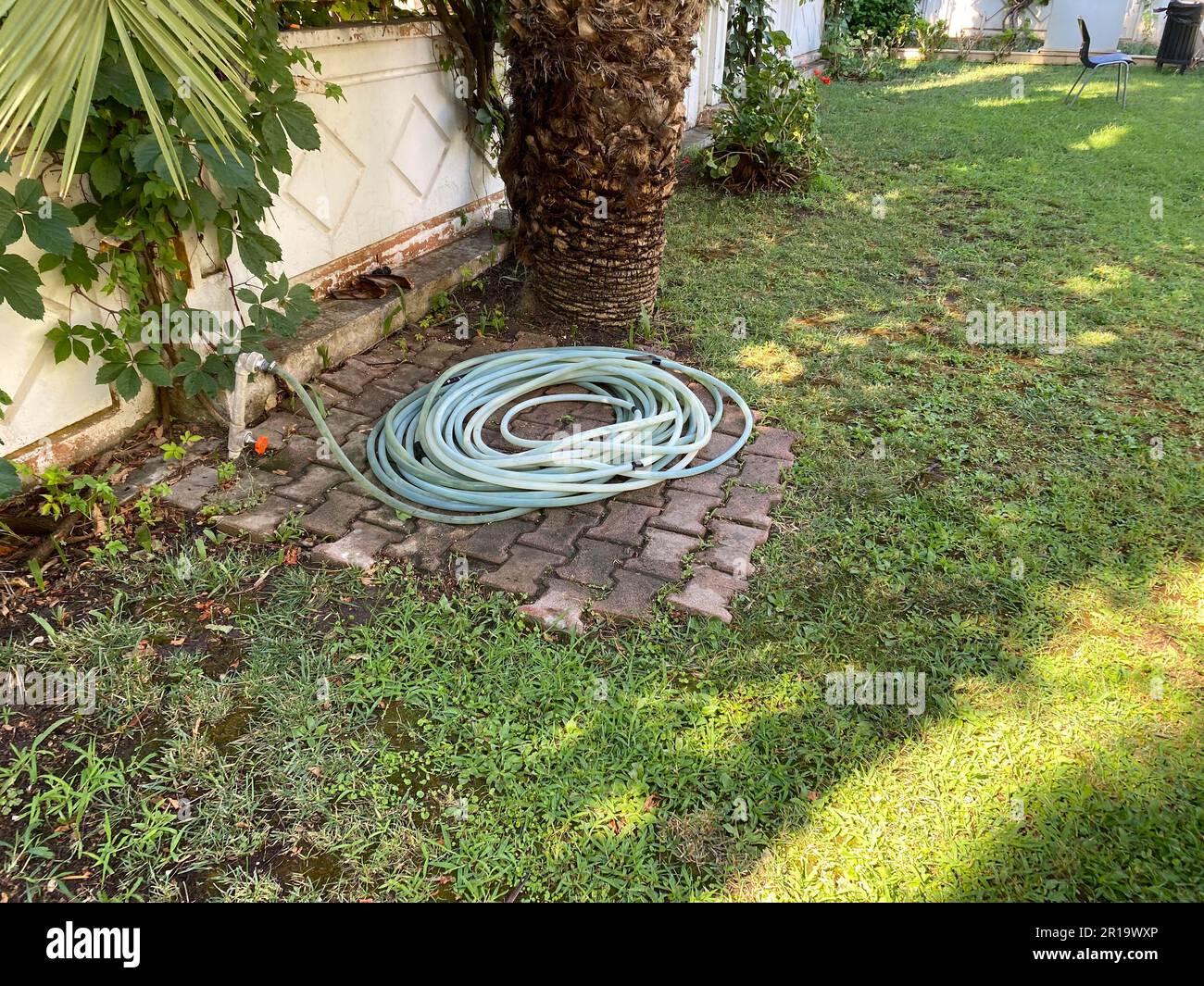 Gummischlauch zur Bewässerung in der Nähe der Palme. Stockfoto