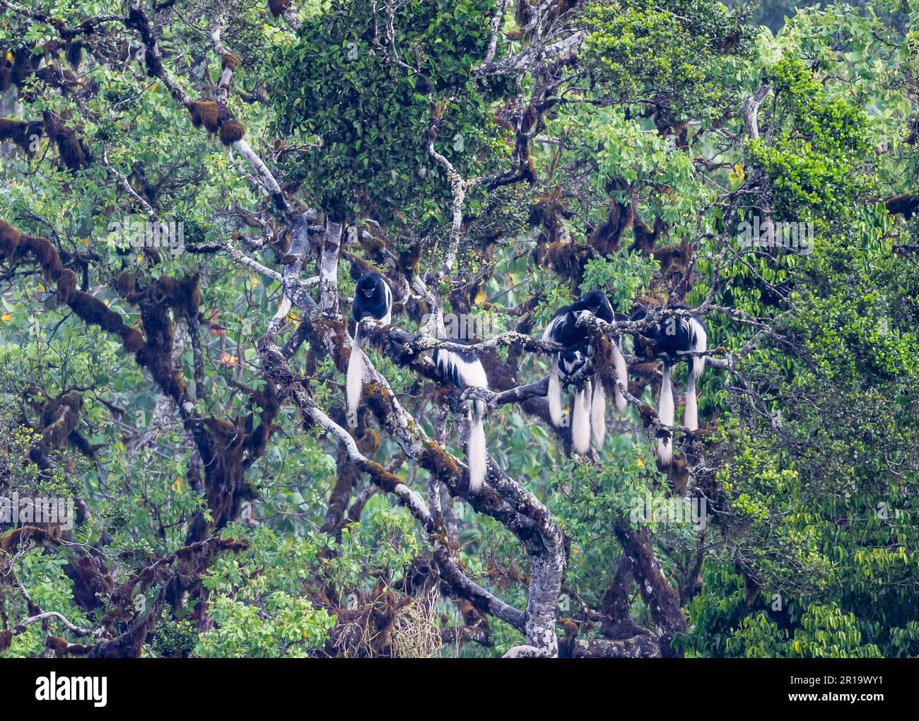 Eine Familie von bemantelten Guereza-Affen (Colobus Guereza), die sich auf einem großen Baum zusammenkauerten. Mount Kenya Nationalpark, Kenia, Afrika. Stockfoto