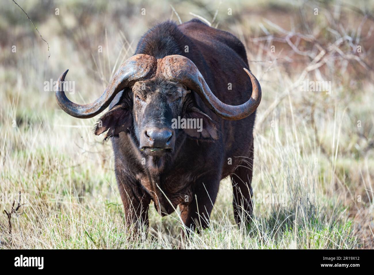 Nahaufnahme eines Bullen-Afrikanischen Büffels (Syncerus Caffer), der im hohen Gras steht. Kenia, Afrika. Stockfoto