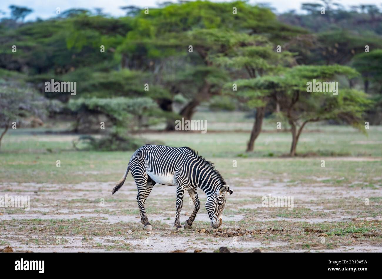 Ein Grévy-Zebra (Equus grevyi), das durch die Ebenen zieht. Kenia, Afrika. Stockfoto