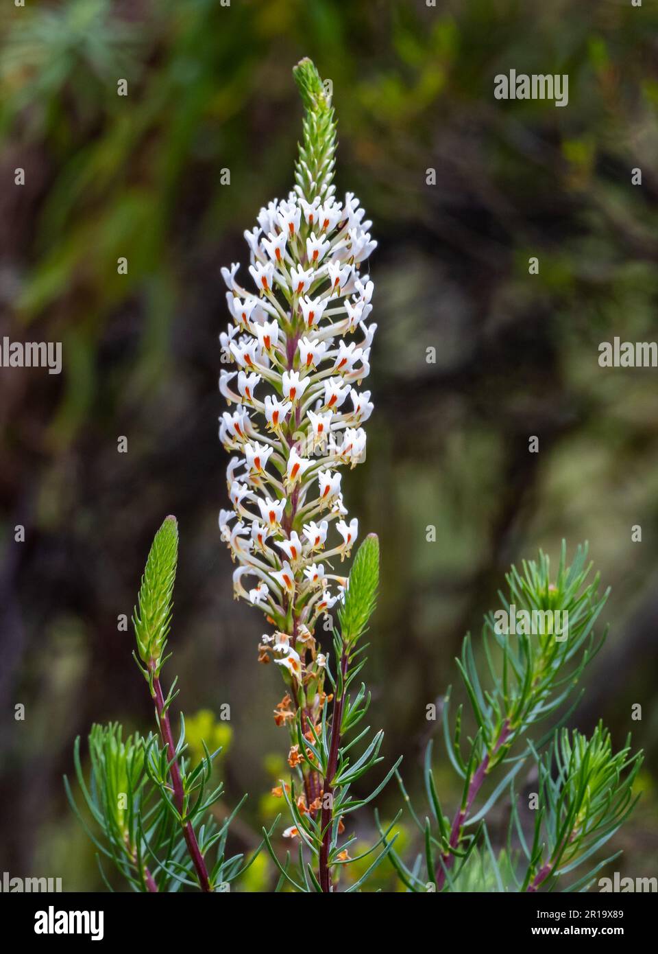 Wilde Blumen in voller Blüte. Kenia, Afrika. Stockfoto