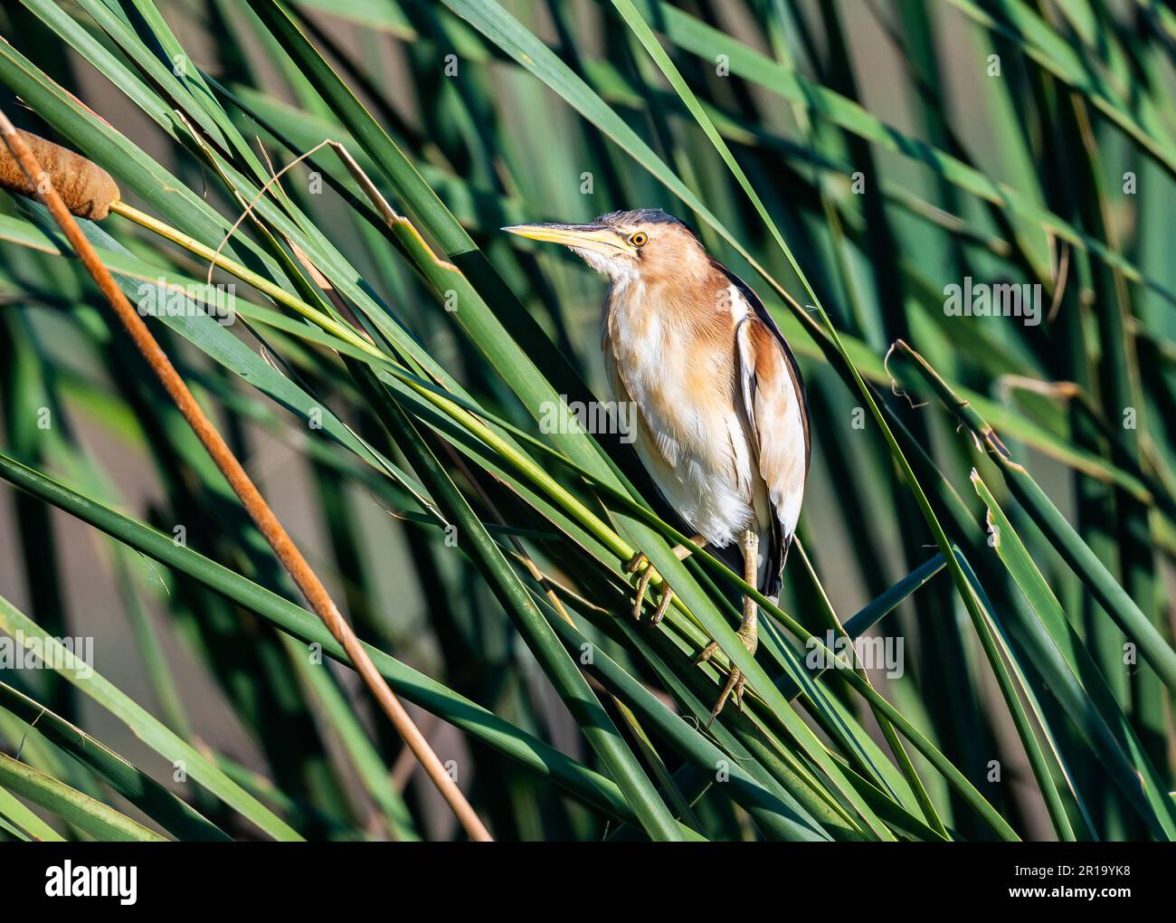 Ein kleines Bitter (Ixobrychus minutus) auf Schilf. Kenia, Afrika. Stockfoto
