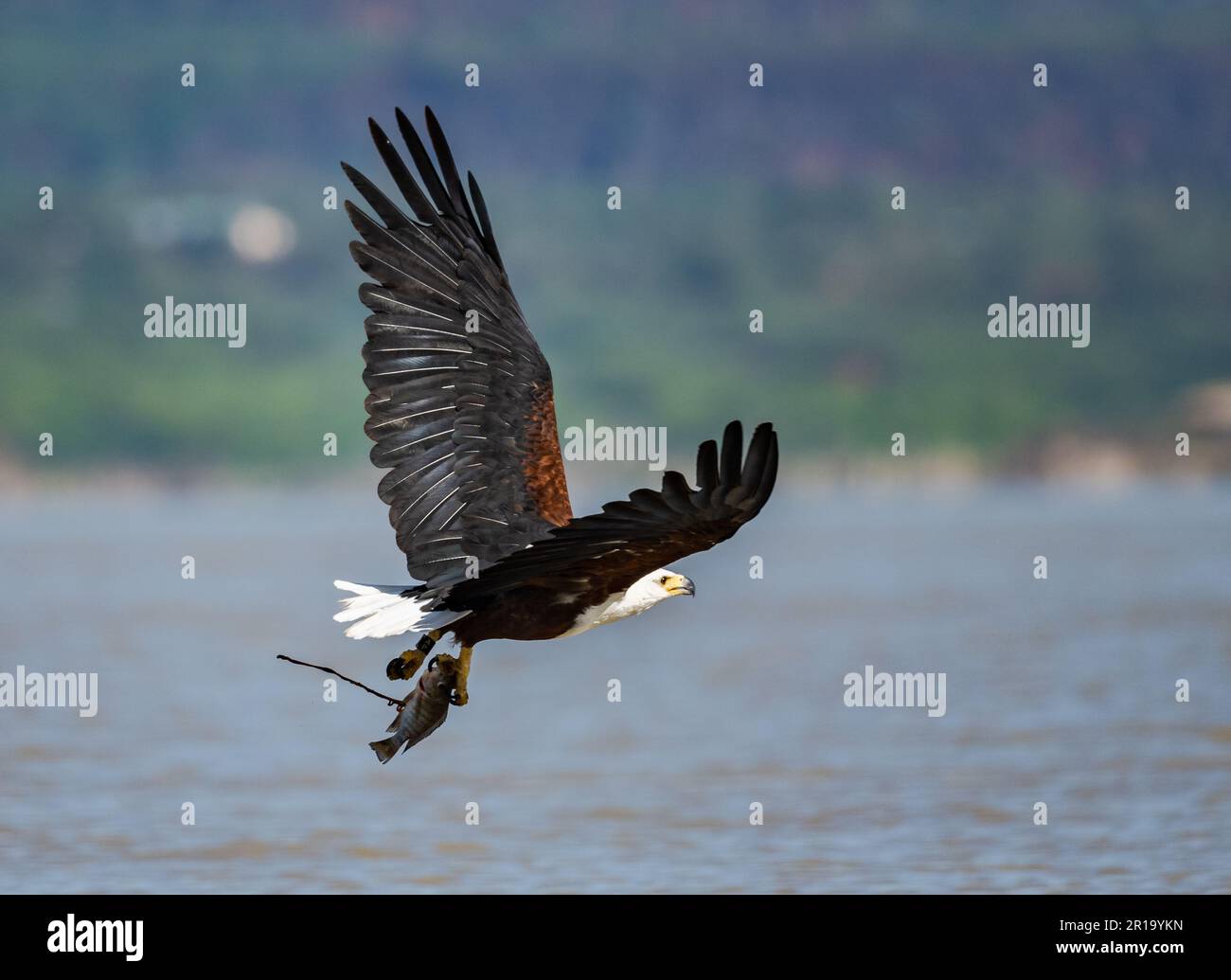 Ein afrikanischer Fischadler (Haliaeetus vocifer), der mit einem Fang von Fischen wegfliegt. Kenia, Afrika. Stockfoto