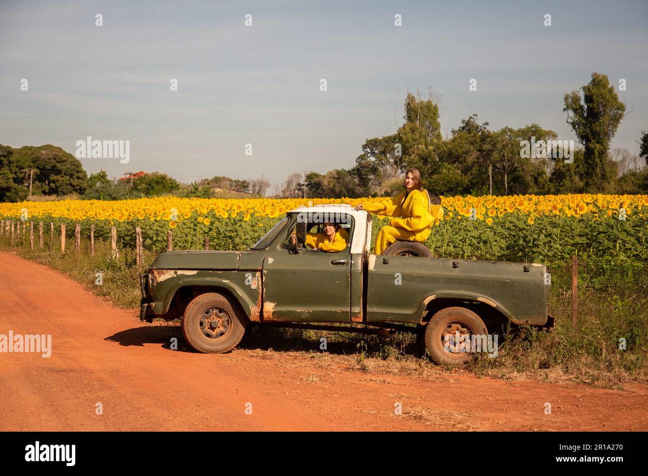 Goiânia, Goias, Brasilien – 11. Mai 2023: Zwei Imker in einem Pickup, geparkt auf einer unbefestigten Straße, besuchen ein Sonnenblumenfeld. Stockfoto