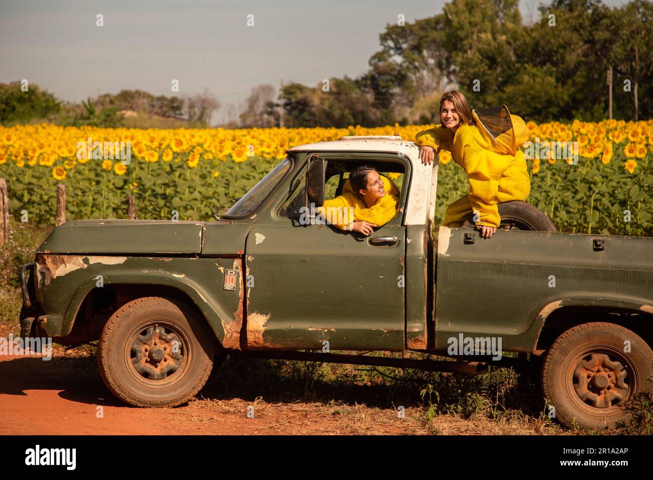 Goiânia, Goias, Brasilien – 11. Mai 2023: Zwei Imker in einem Pickup-Truck, die eine Sonnenblumenplantage besuchen. Stockfoto