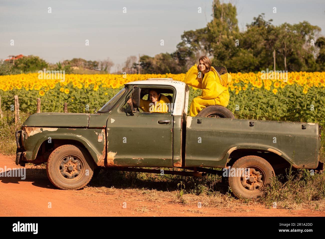 Goiânia, Goias, Brasilien – 11. Mai 2023: Zwei Imker in einem Pickup-Truck, die eine Sonnenblumenplantage besuchen. Stockfoto