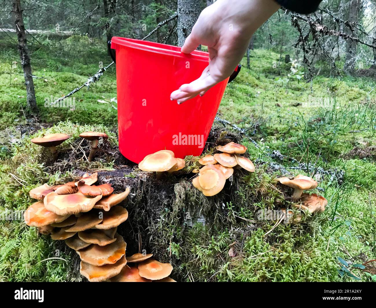 Eine schöne Frau nimmt einen roten Plastikeimer aus dem Baumstumpf mit vielen köstlichen essbaren Pilzen im Wald vor dem Hintergrund von Bäumen. Stockfoto