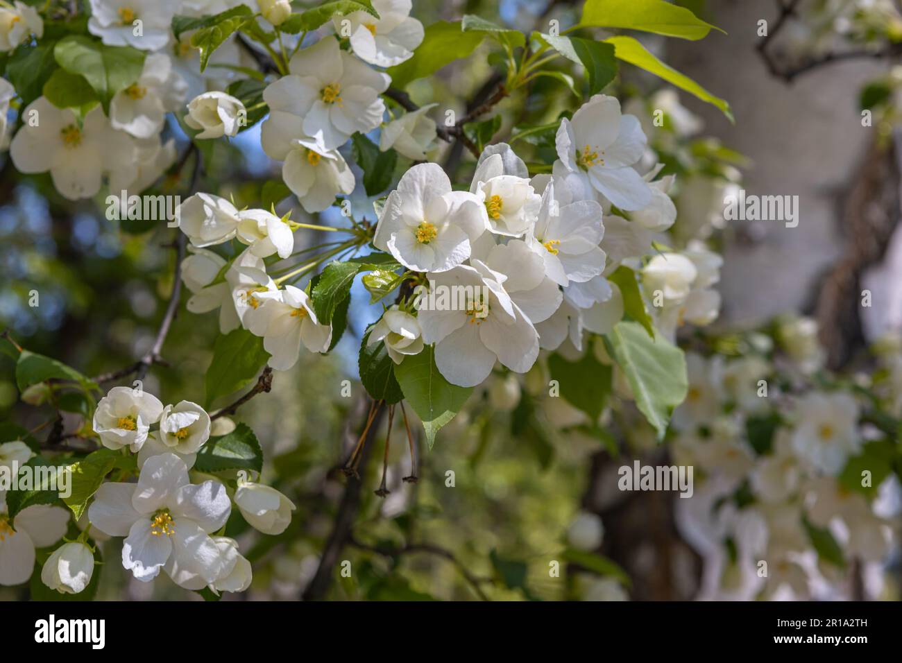Weiße blühende Apfelbäume in den Sonnenstrahlen. Frühlingssaison, Frühlingsfarben Stockfoto