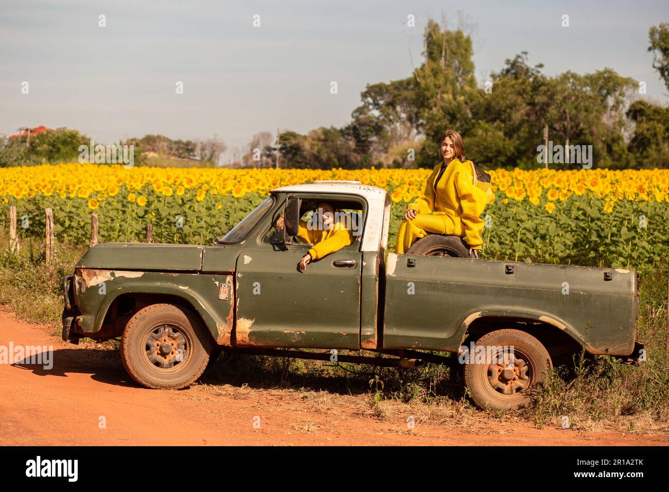 Goiânia, Goias, Brasilien – 11. Mai 2023: Zwei Imker in einem Pickup-Truck, die eine Sonnenblumenplantage besuchen. Stockfoto