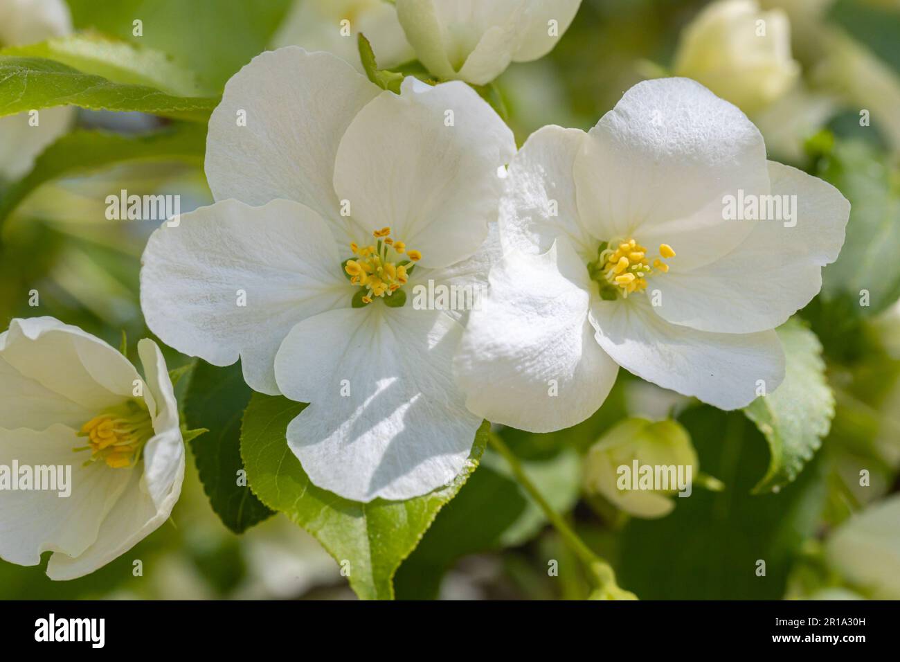 Weiße blühende Apfelbäume in den Sonnenstrahlen. Frühlingssaison, Frühlingsfarben Stockfoto