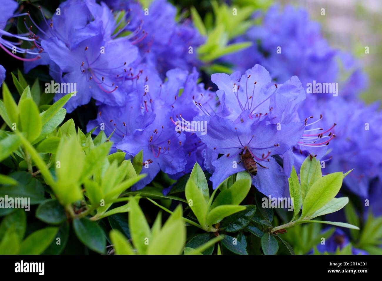 Ein erstaunlicher, niedrig wachsender immergrüner Strauch, der im Frühling mit blauen Blumen blüht. Es gedeiht in sonnigen Gegenden. Es ist als Zwergrhododendron klassifiziert. Sehr kleine Blätter Rhododendron-blauer Diamant Stockfoto