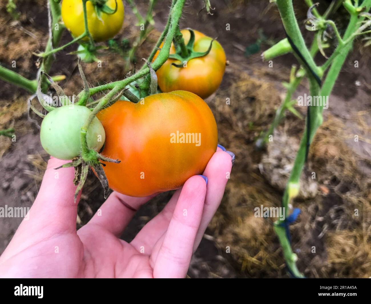 Grüne und unreife Tomaten hängen im Busch. Frisches Obst aus Gemüse. Glaskultur. Gemüse im Garten anbauen. Umweltfreundliche Produkte. Gesund Stockfoto