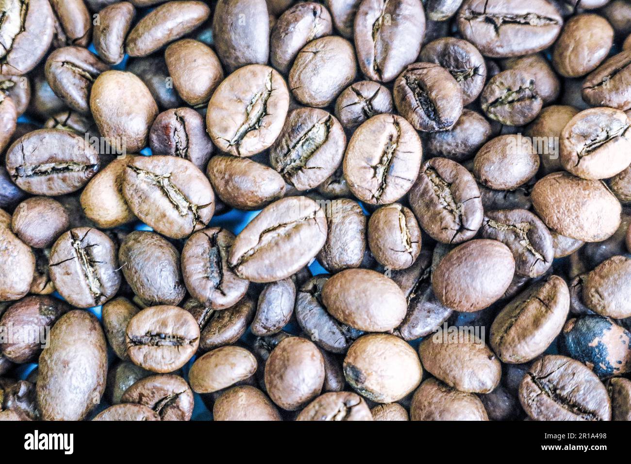 Wunderschöne Konsistenz aus frisch gerösteten, ausgewählten köstlichen, kräftigen braunen, natürlichen Duftkörnern von Kaffeebäumen, Arabica-Kaffeebohnen, Robusta. Flach liegend und CO Stockfoto