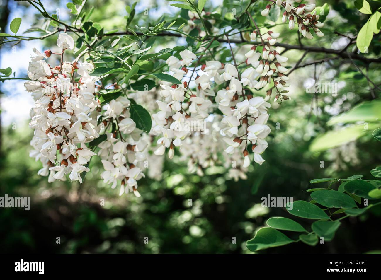 Weiße Akazienblüten und Blätter. Eine Blütenpflanze im Frühling als Medizin. Wunderschöner blühender Baum in einem Bio-Garten. Stockfoto