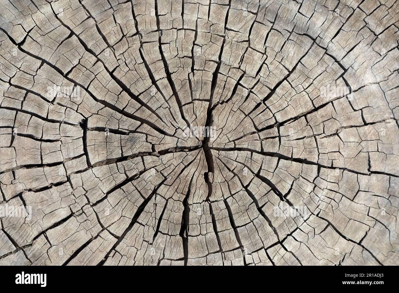 Trockenen Baumstumpf schneiden Stockfoto