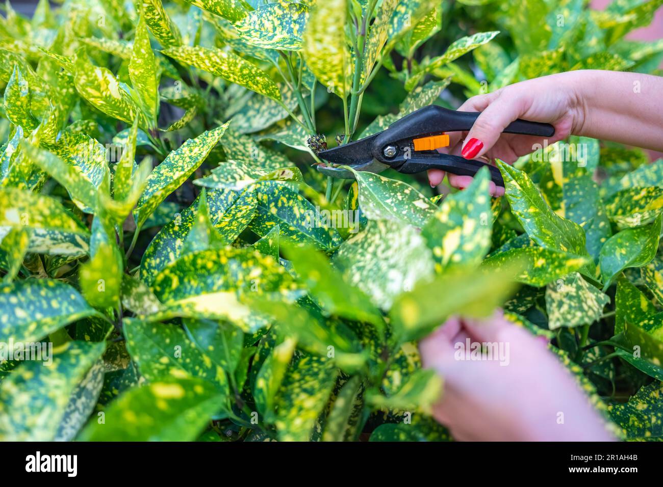 Frauenhände schneiden die getrockneten Blätter mit einer Schnittschere im Garten ihres Hauses Stockfoto
