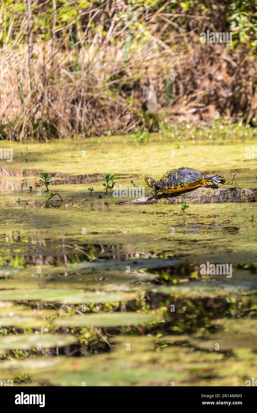 Eine Gelbe Belly Slider Turtle sonnt sich auf einem Baumstamm in einem Sümpf von South Carolina mit Pflanzen, die bei Tageslicht aus dem Wasser schnuppern. Stockfoto