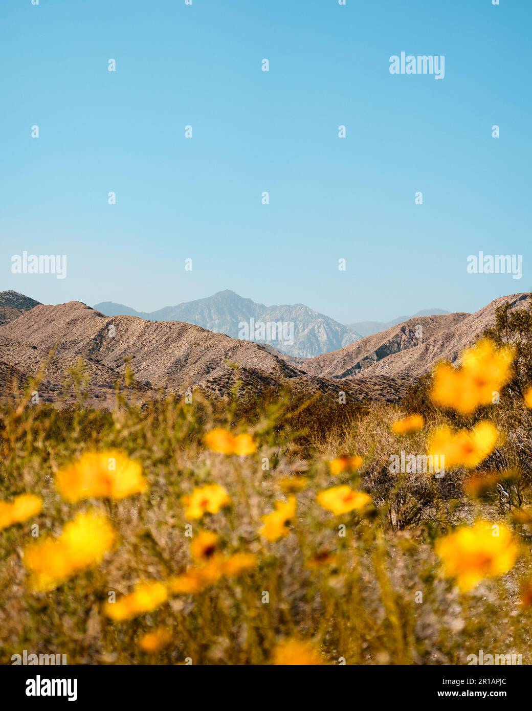 Gelbe Wildblumen im Mission Creek Preserve mit Bergen im Hintergrund in Desert Hot Springs, Kalifornien Stockfoto