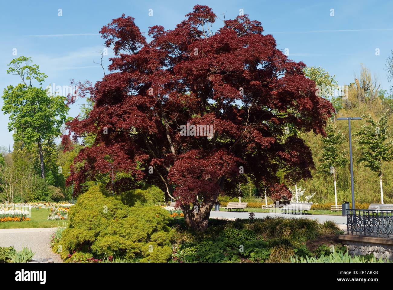 Acer palmatum Atropurpureum, auch bekannt als japanischer Ahorn, Palmapfel oder glatter japanischer Ahorn, der in Prag Stromovka, Königliches Wildreservat, wächst. Stockfoto