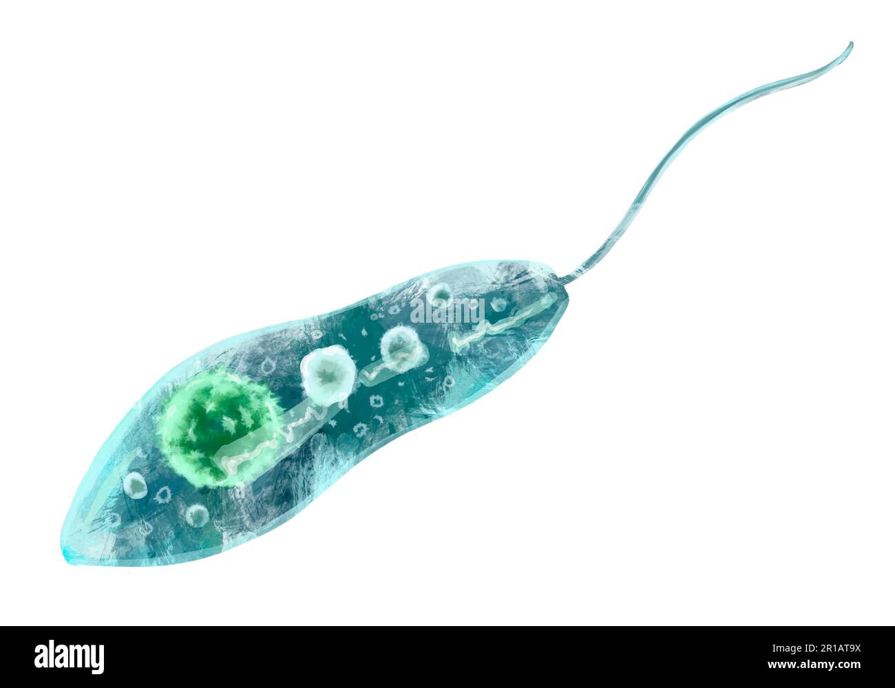 Bakterien-Nahaufnahme, einzellige Protozoen-Mikroorganismen. Farbdarstellung für den Druck in Lehrbüchern, medizinischen Broschüren, Aufklebern, Postern und anderen Druckformen. Mikrobiologie. Qualitativ hochwertige Darstellung Stockfoto