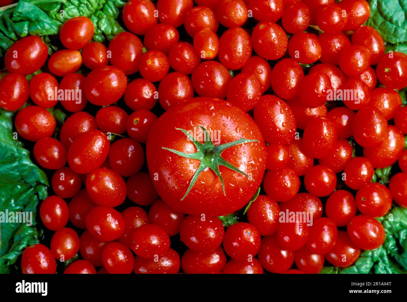 Ein Burpee Big Boy und die Kirschen... große rote Tomaten, umgeben von Kirschtomaten auf Spinat, Missouri, USA Stockfoto