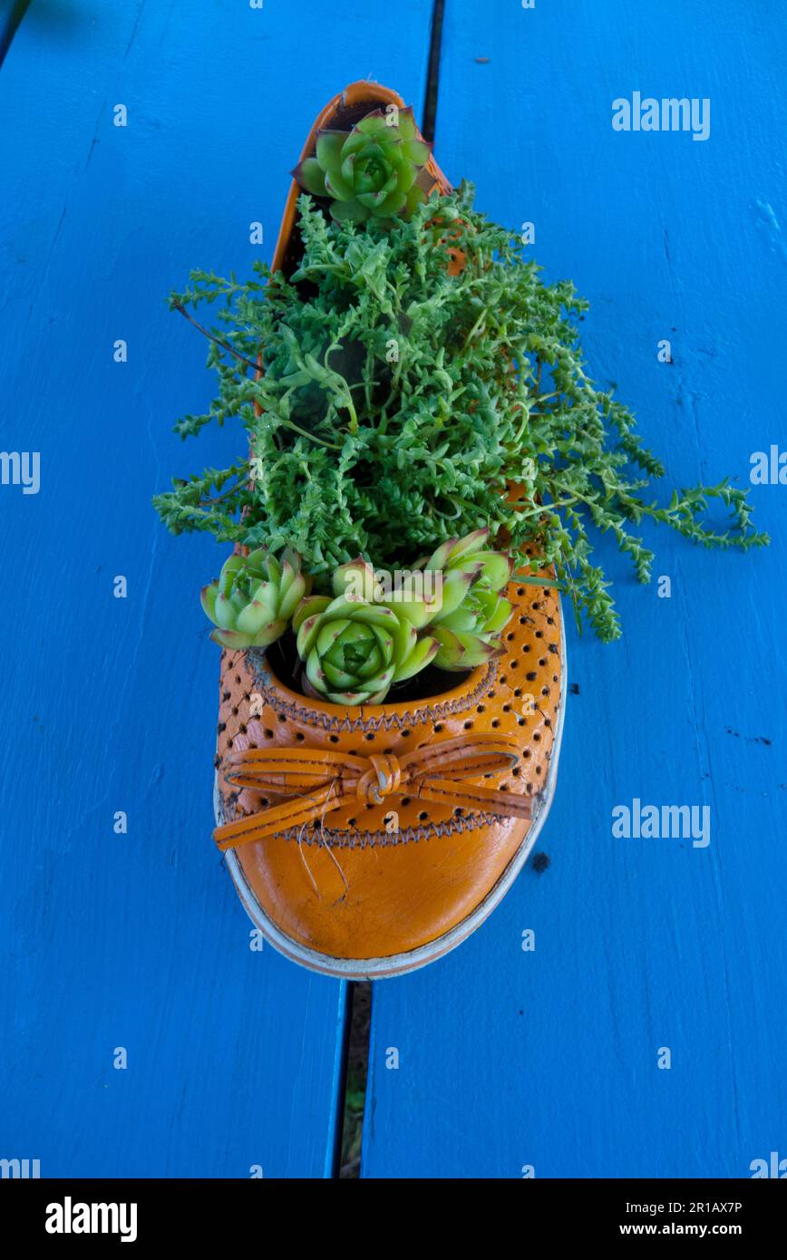 Gartenausstellung: Ein orangefarbener Schuh gefüllt mit wachsenden Sedumpflanzen, Yarmouth ME Stockfoto