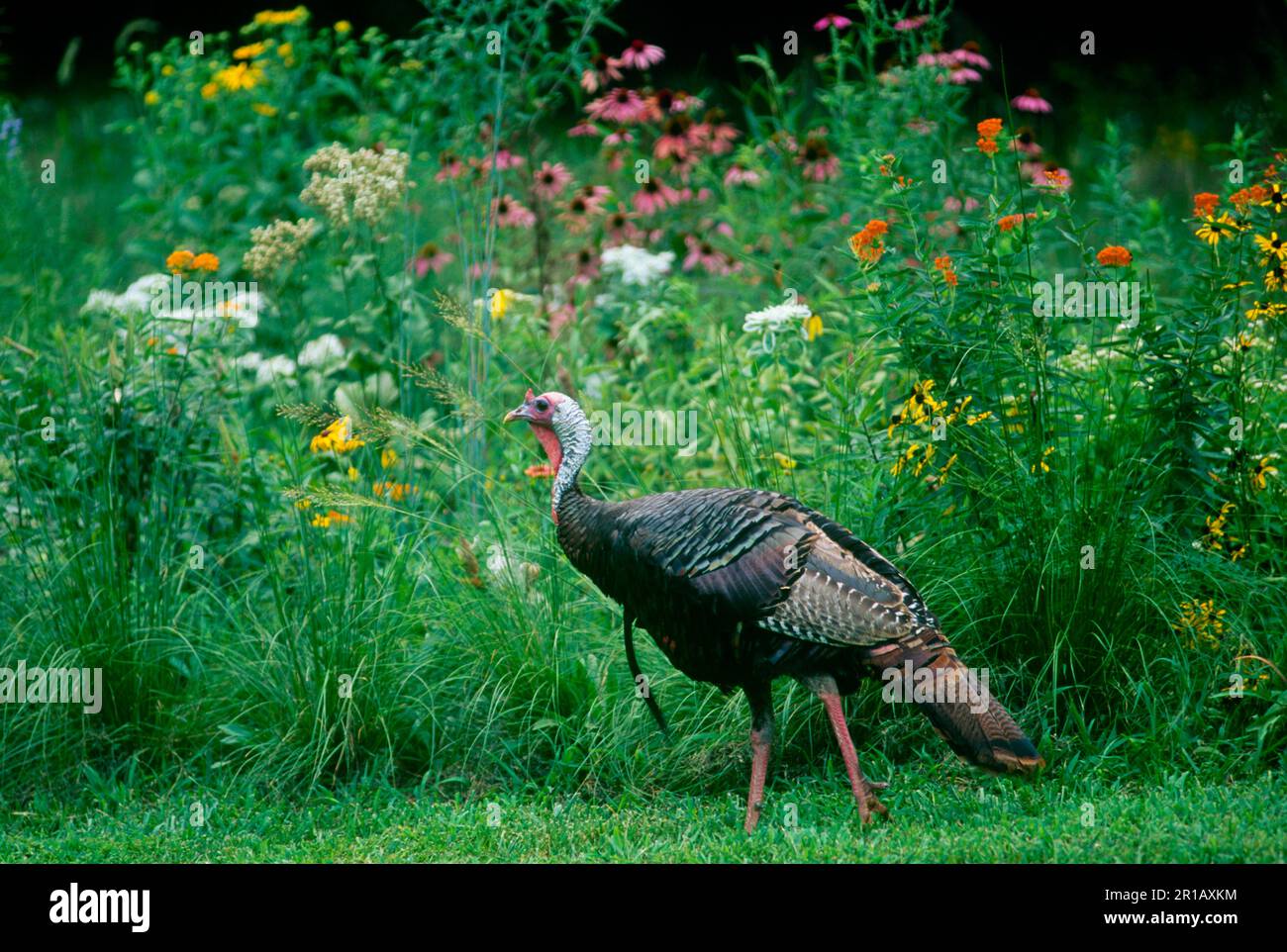 Meleagris gallopavo, ein männlicher wilder truthahn, hat an einem Sommertag in Missouri, USA, einen entspannten Spaziergang in einem Garten voller Wildblumen zu Unternehmen Stockfoto