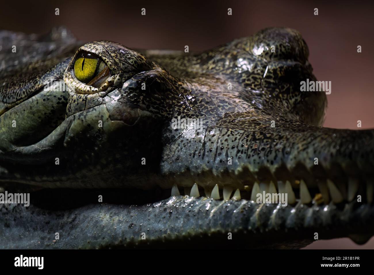 Gangesgavial Stockfoto