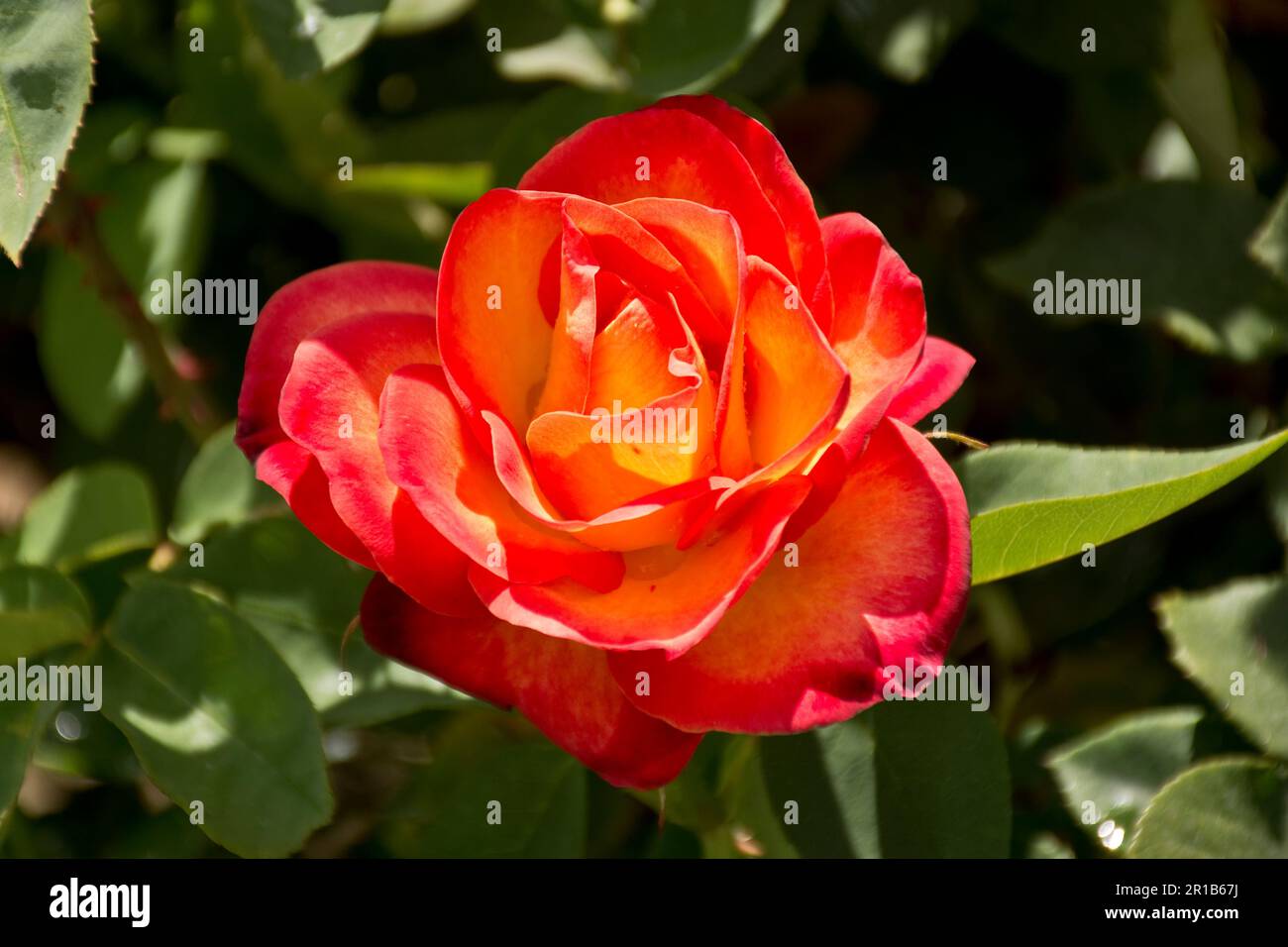 Orange-Rot und pfirsichfarbene Rose ist romantisch und blüht im Frühling Stockfoto