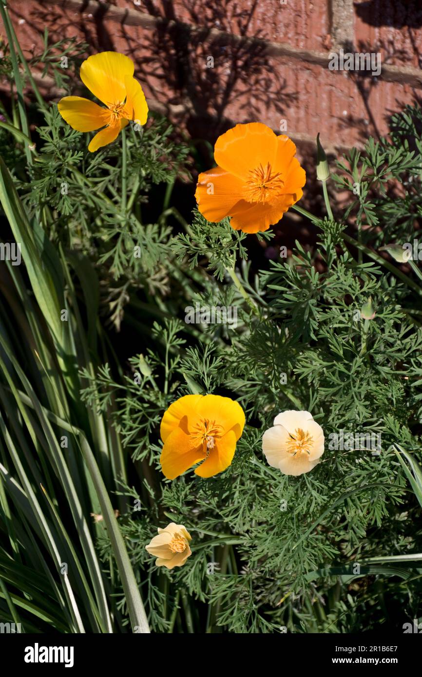 Elegante goldene und gelbe kalifornische Mohnblüten und Wüsten auf der Wiese im Frühling Stockfoto