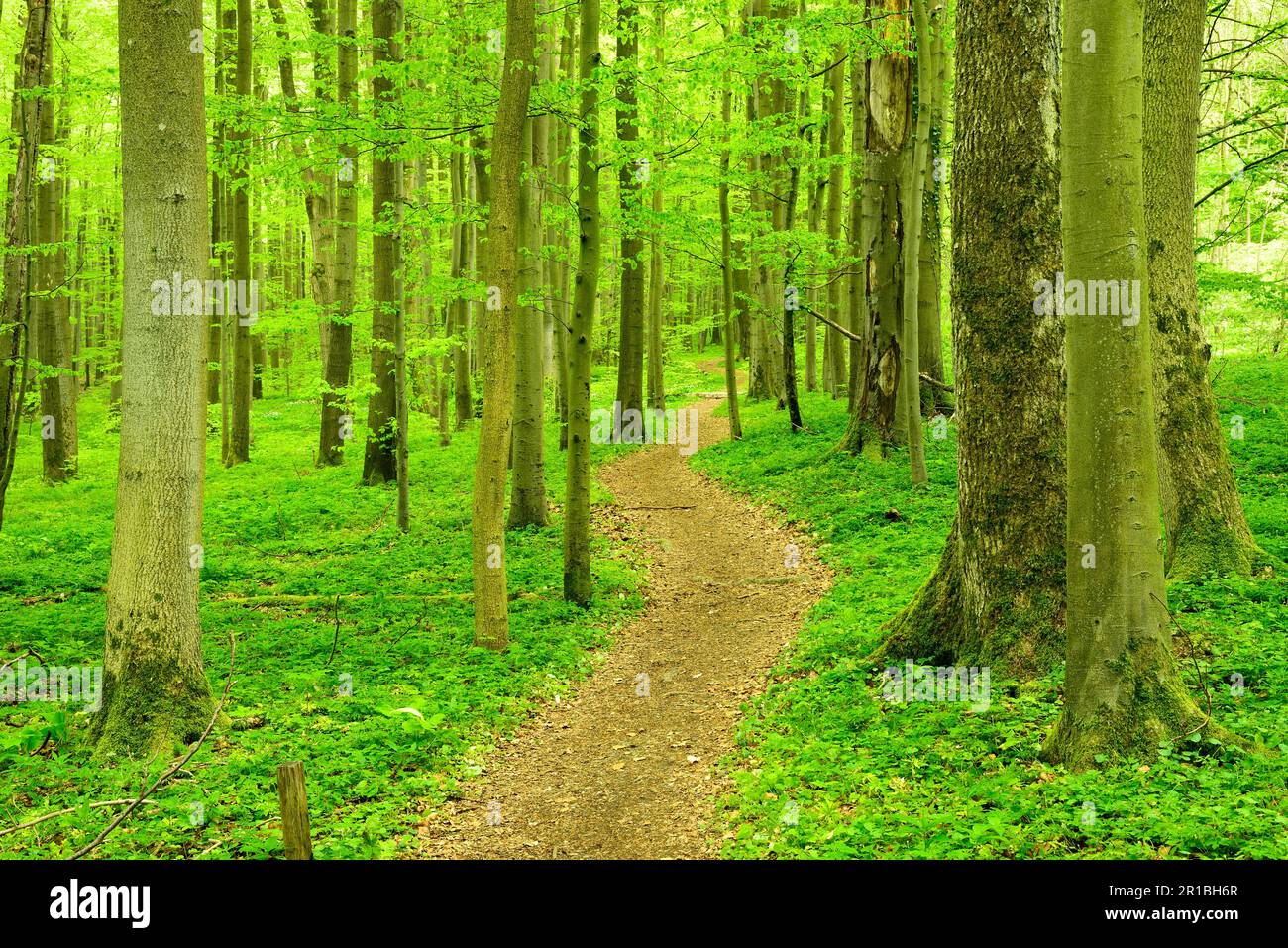 Der Wanderweg schlängelt sich durch halbnatürliche Buchenwälder im Frühling, frisches grünes Laub, zum UNESCO-Weltkulturerbe gehörende Urwälder der Buchenwälder im Stockfoto