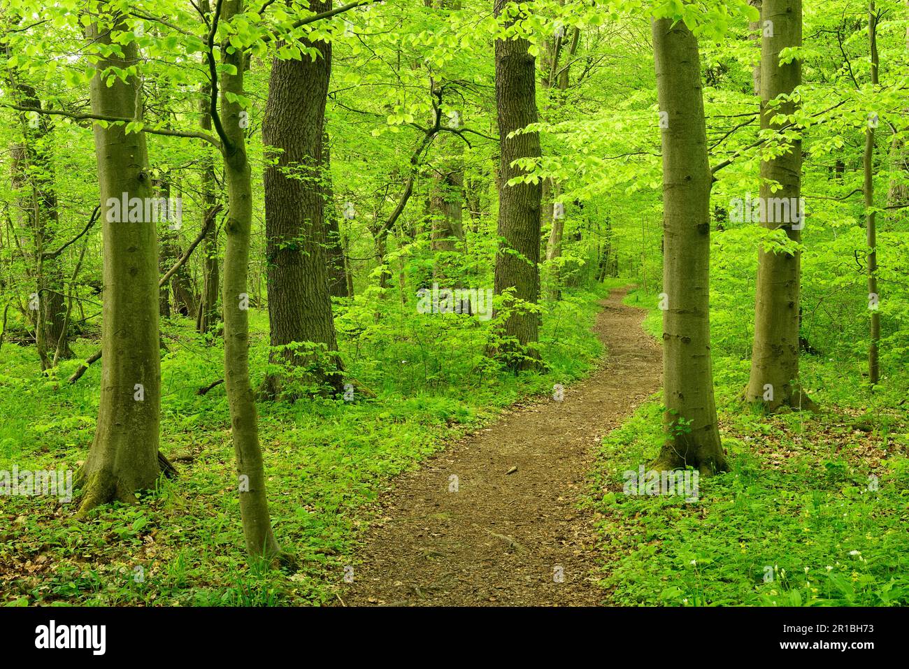 Der Wanderweg schlängelt sich durch halbnatürliche Laubwälder, zum UNESCO-Weltkulturerbe gehörende uralte Buchenwälder in den Karpaten und alte Buchenwälder Stockfoto