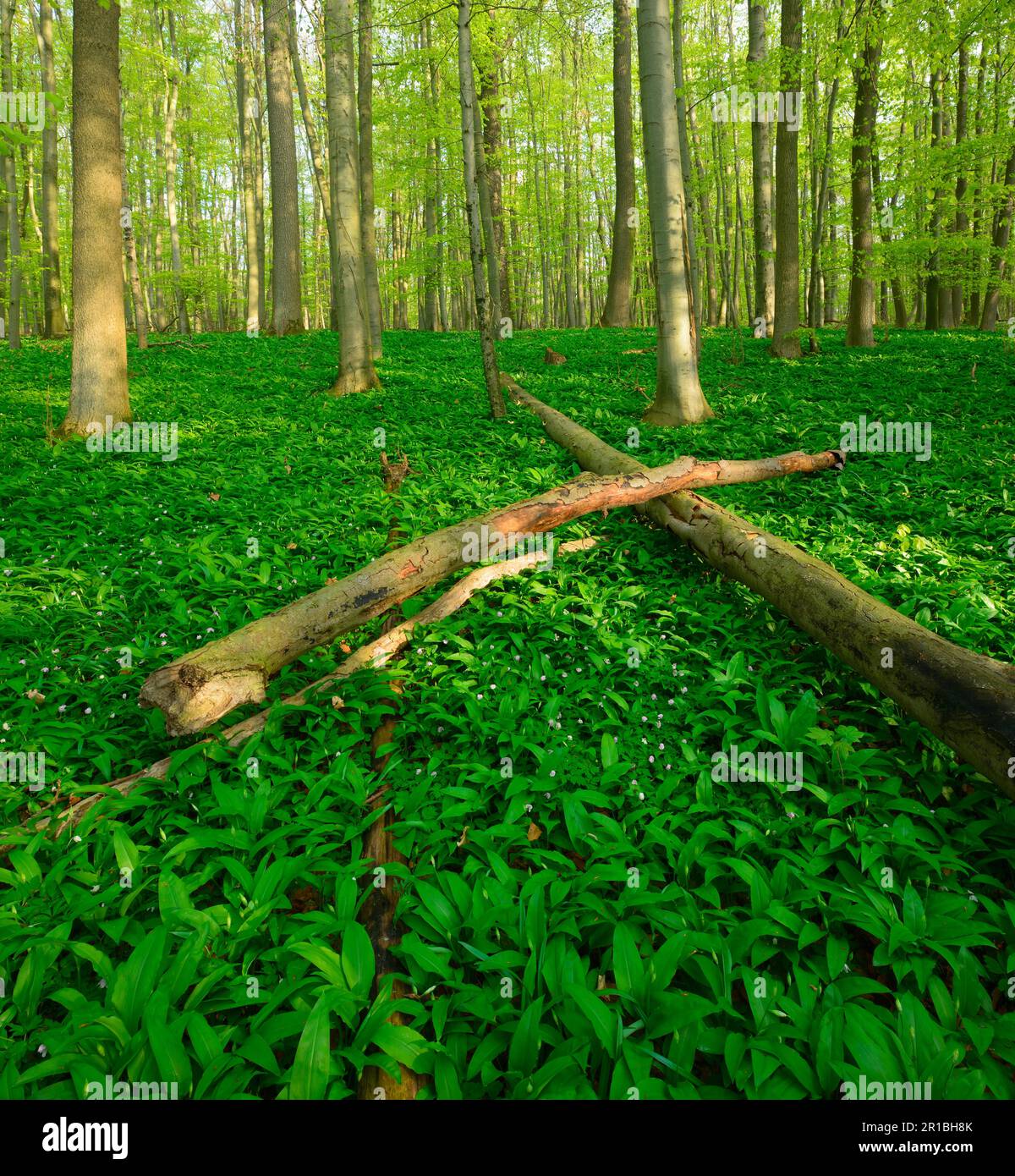 Sonniger, unberührter natürlicher Buchenwald im Frühling, frisches grünes Laub, umgestürzte Bäume, wilder Knoblauch auf dem Boden, UNESCO-Weltkulturerbe Stockfoto