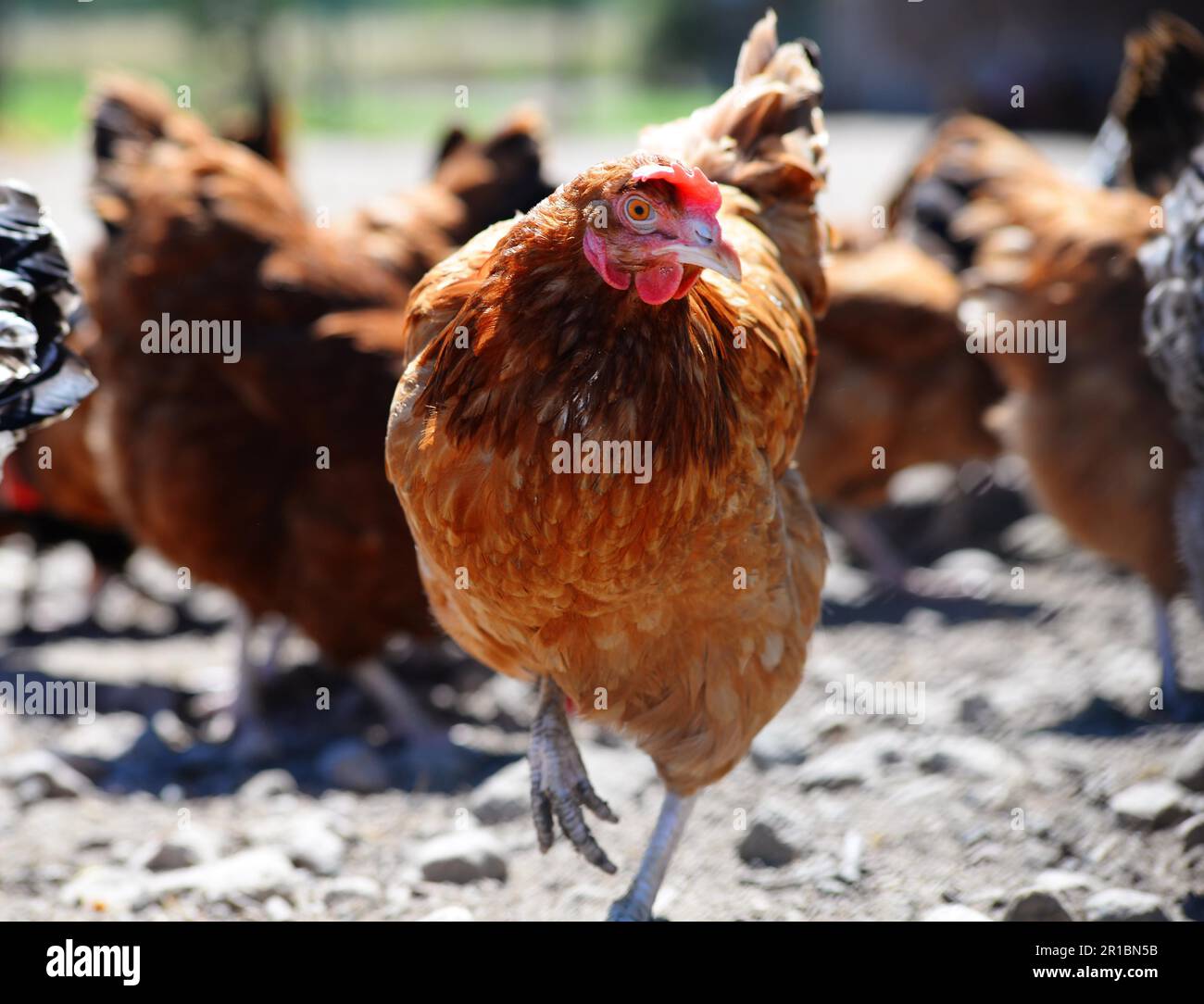 Hühner auf traditionellen freie Strecke Geflügelfarm Stockfoto