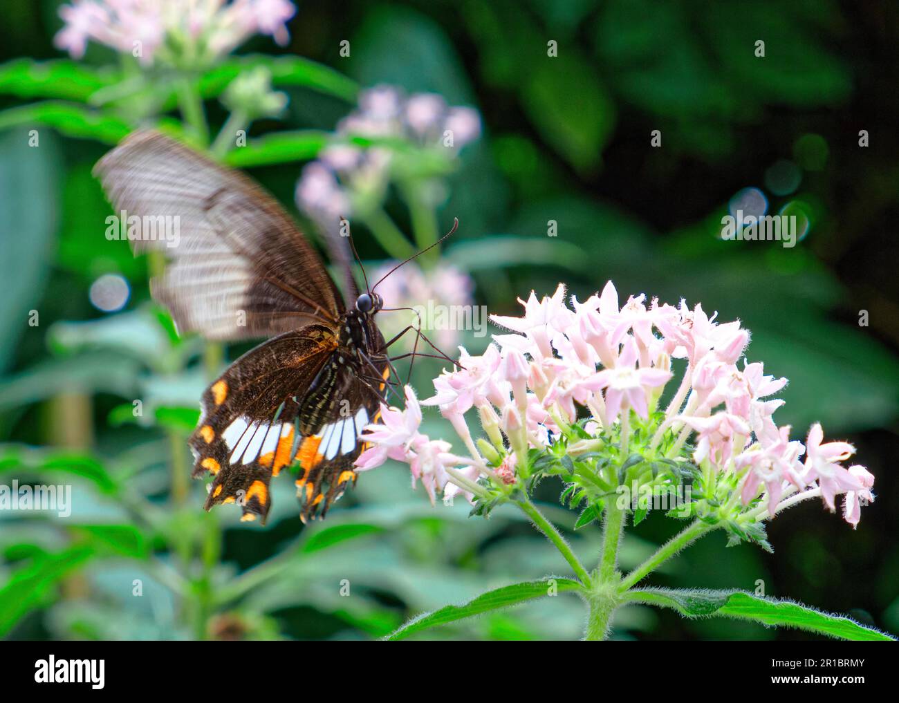 gemeiner mormon (Papilio polytes), in Gefangenschaft, Vorkommen Asien Stockfoto