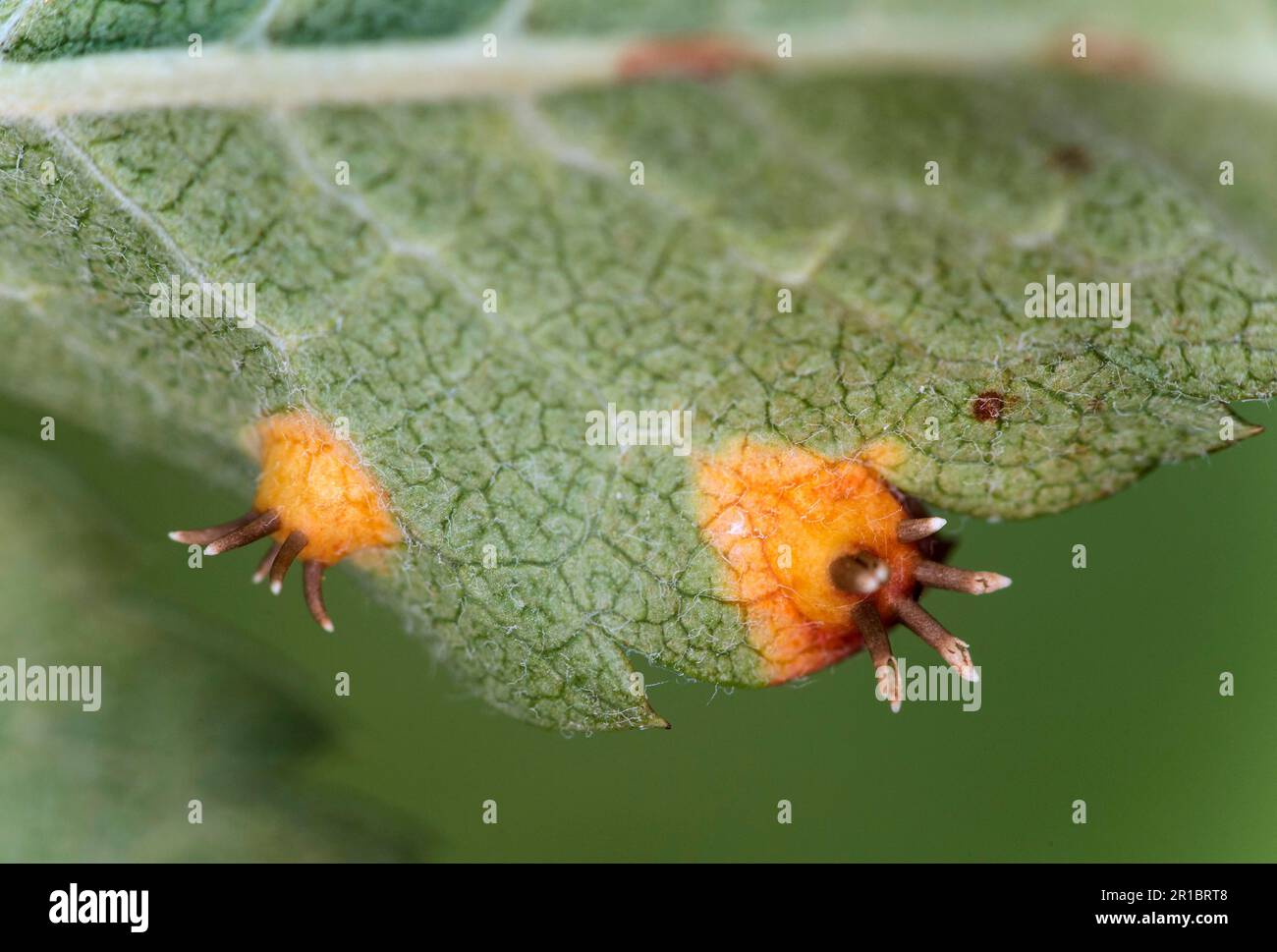 Rostpilz (Gymnosporangium cornutum) auf der Unterseite eines Blattes seiner Wirtspflanze, des gemeinsamen europäischen Zwergwuchs (Sorbus aucuparia), Wallis, Schweiz Stockfoto