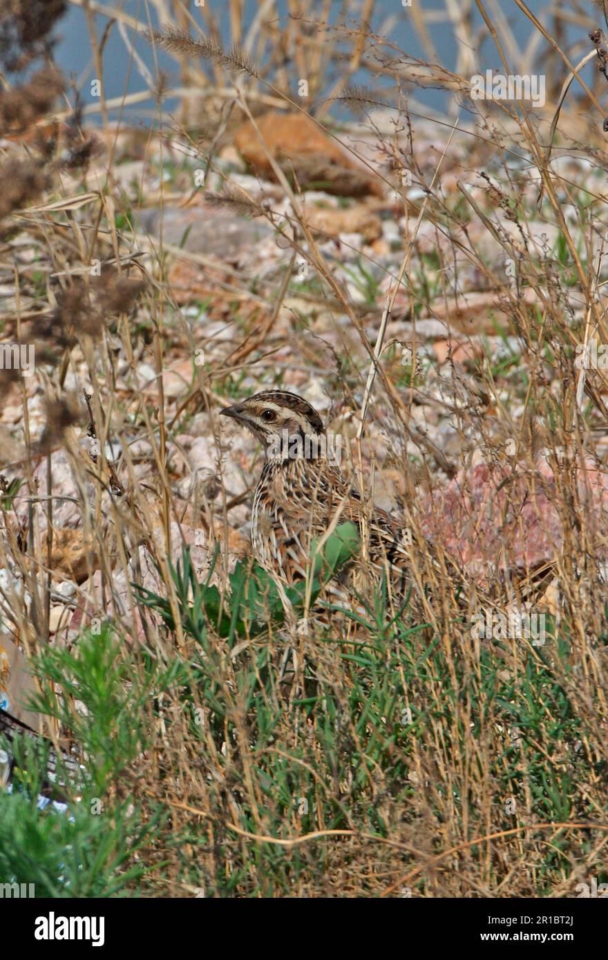 Japanische Wachtel (Coturnix japonica), Erwachsener, Migrant, steht inmitten der Vegetation am Strand, Beidaihe, Hebei, China Stockfoto