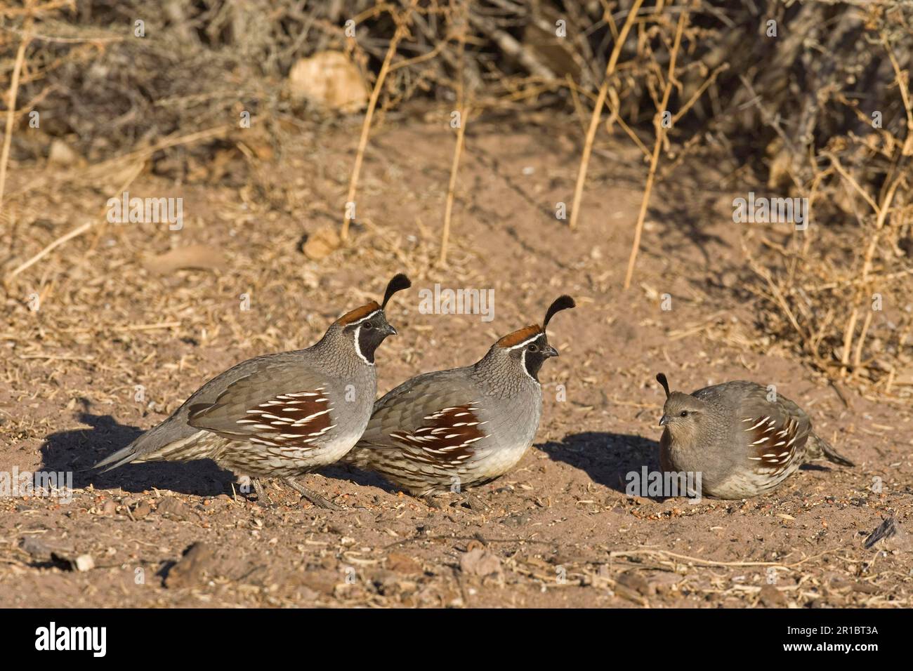 Gambel-Wachtel (Callipepla gambelii), zwei ausgewachsene männliche und eine ausgewachsene weibliche Fütterung von Samen, Bosque del Apache, New utricularia ochroleuca Stockfoto